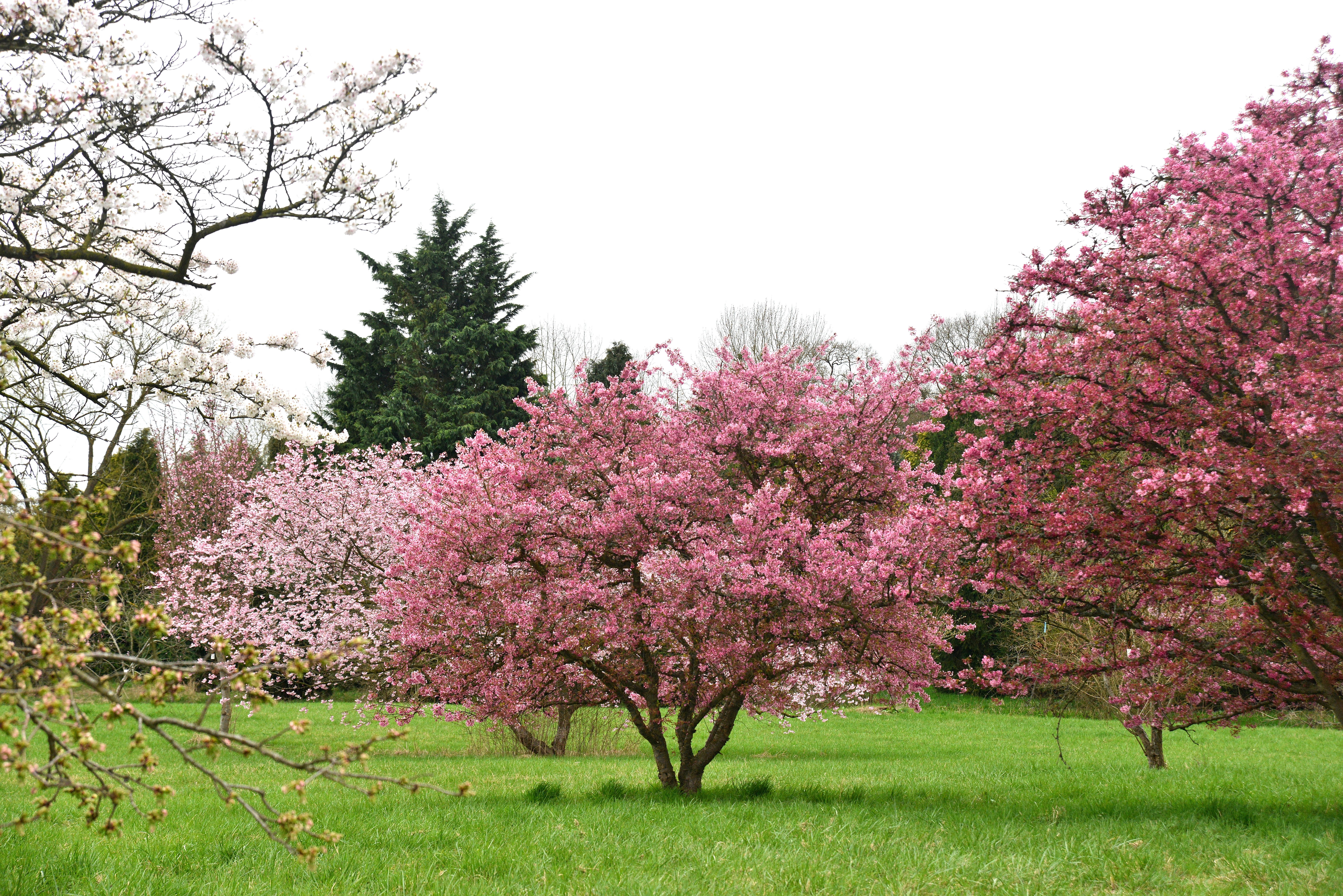 Photo_Témoignane_Prunus à lArboretum de Chèvreloup © MNHN - Snezana Gerbault