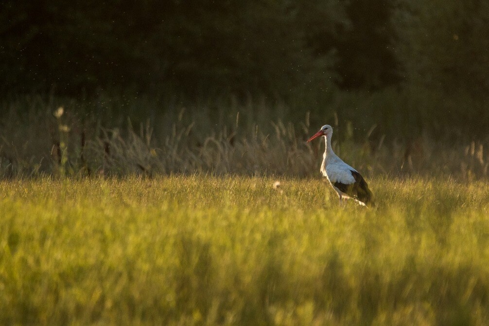 cigogne-1