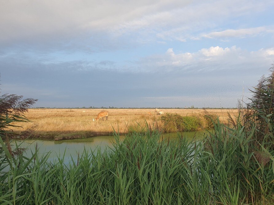 marais brouage cabane