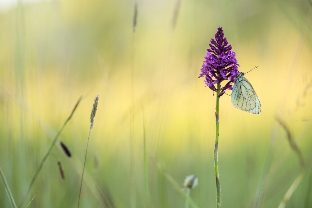 papillon